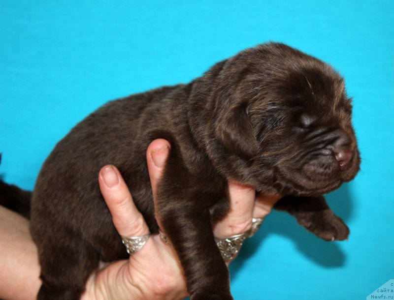 Фото: ньюфаундленд Brownblood MSK Abrams-Strong (Браунблад МСК Абрамс-Стронг)