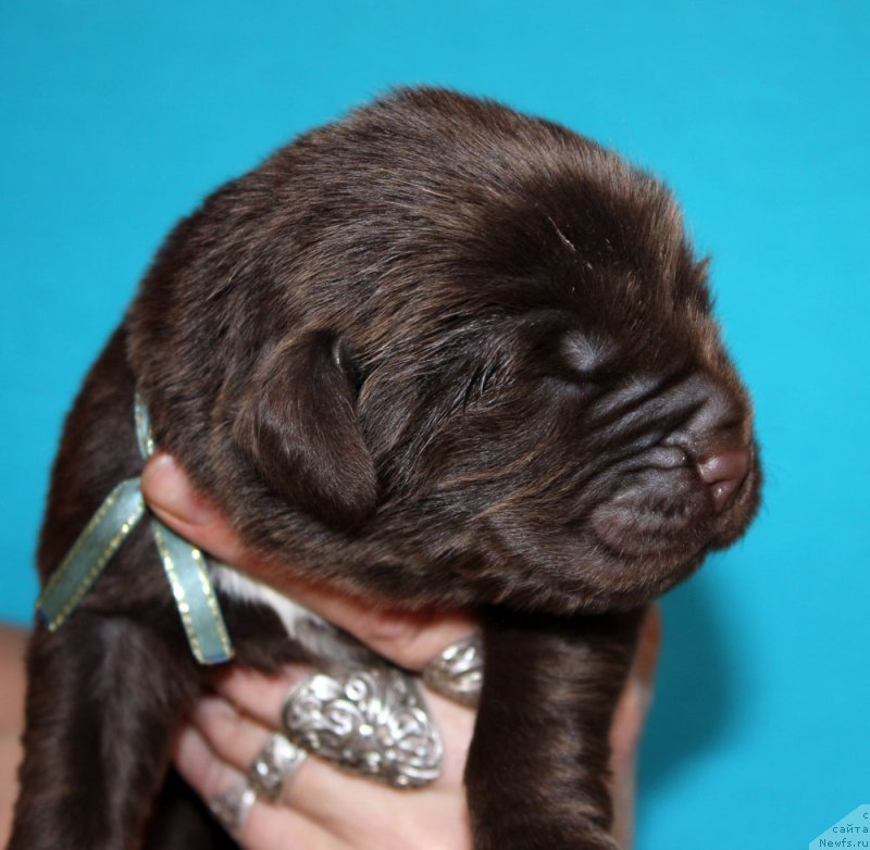 Фото: ньюфаундленд Brownblood MSK Abrams-Strong (Браунблад МСК Абрамс-Стронг)