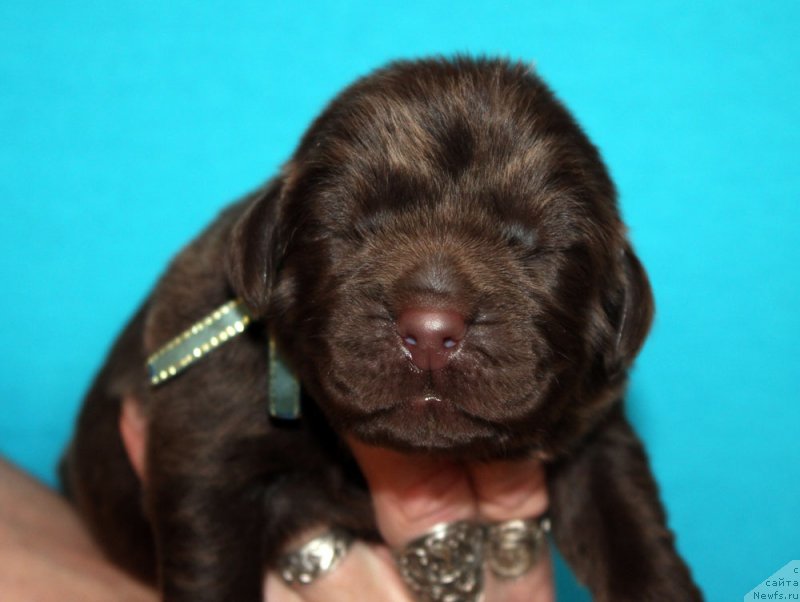 Фотография № 213337