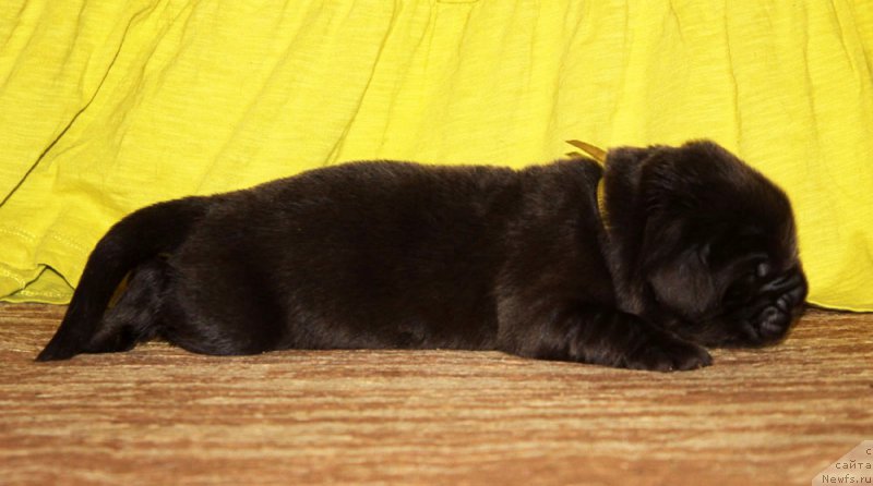 Фотография № 213338