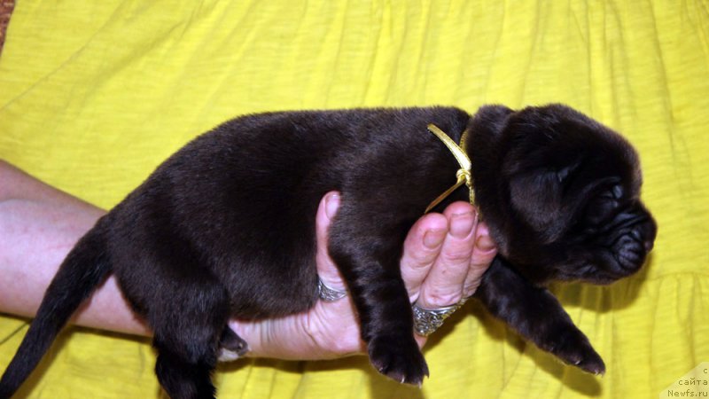 Фотография № 213339