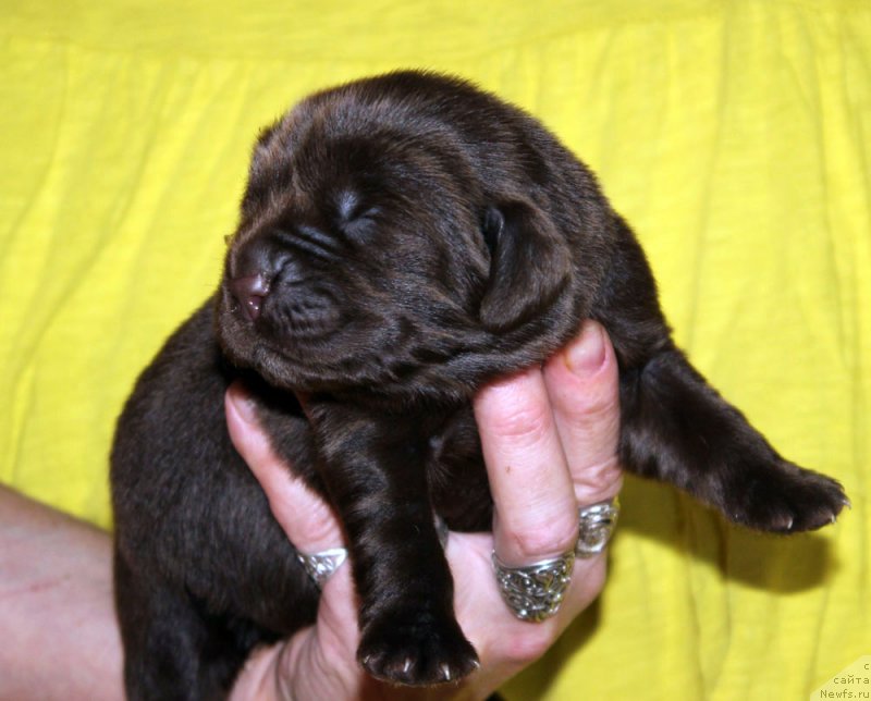 Фотография № 213340