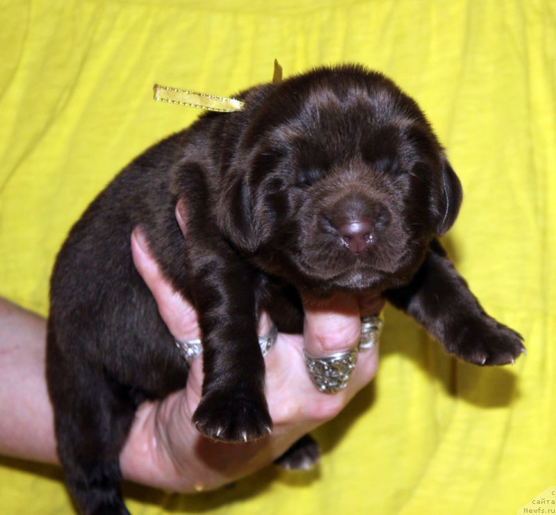 Фотография № 213341