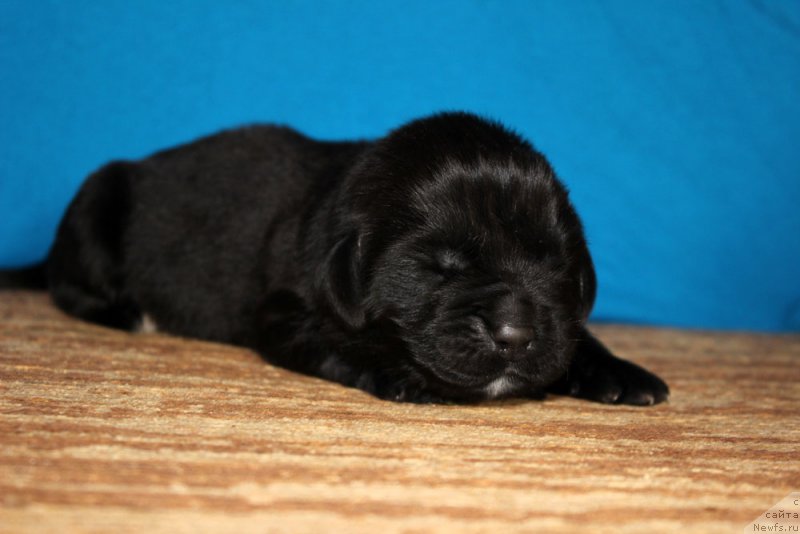 Фотография № 213342