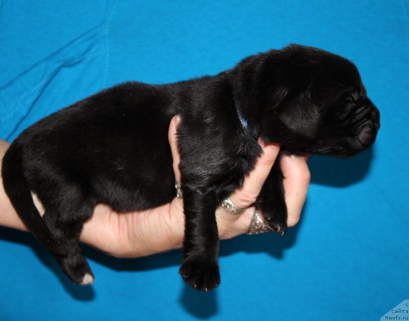 Фотография № 213343