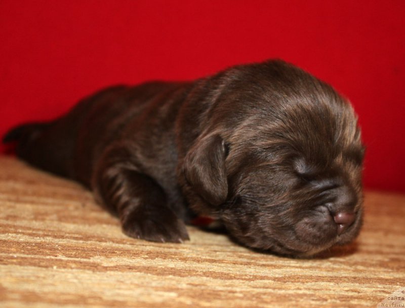 Фотография № 213346