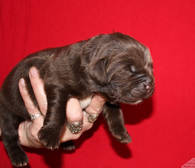 Фотография № 213347