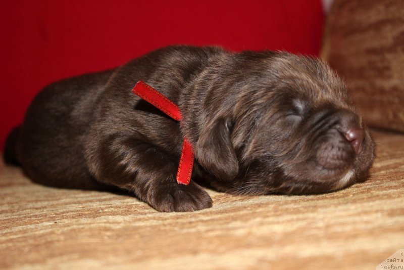 Фотография № 213349