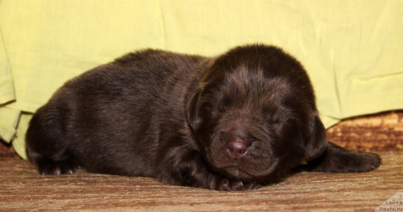 Фотография № 213350