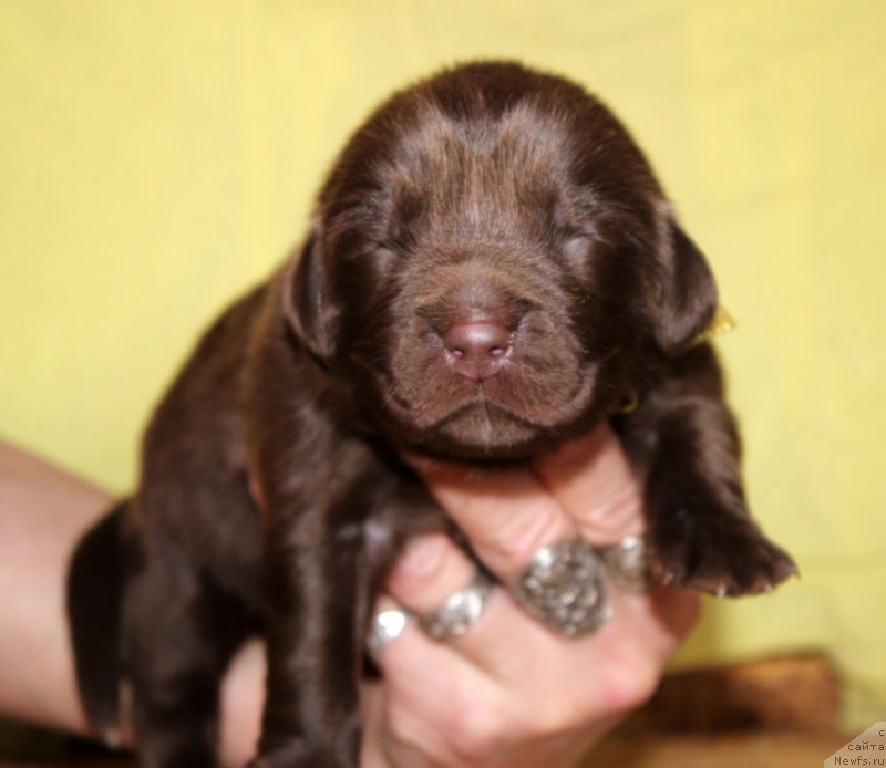 Фотография № 213352