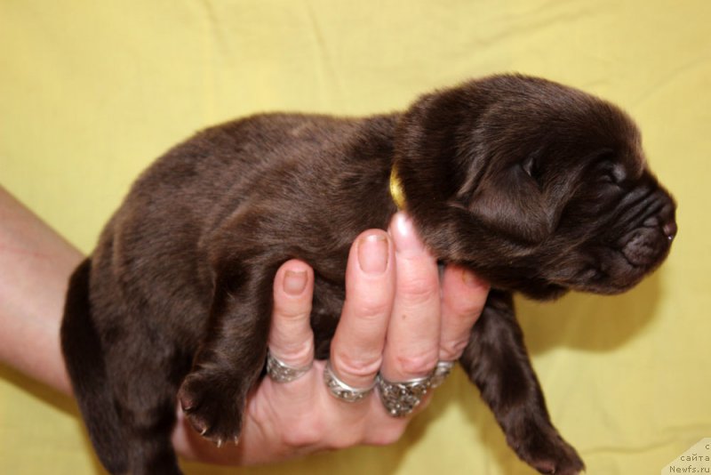 Фотография № 213353