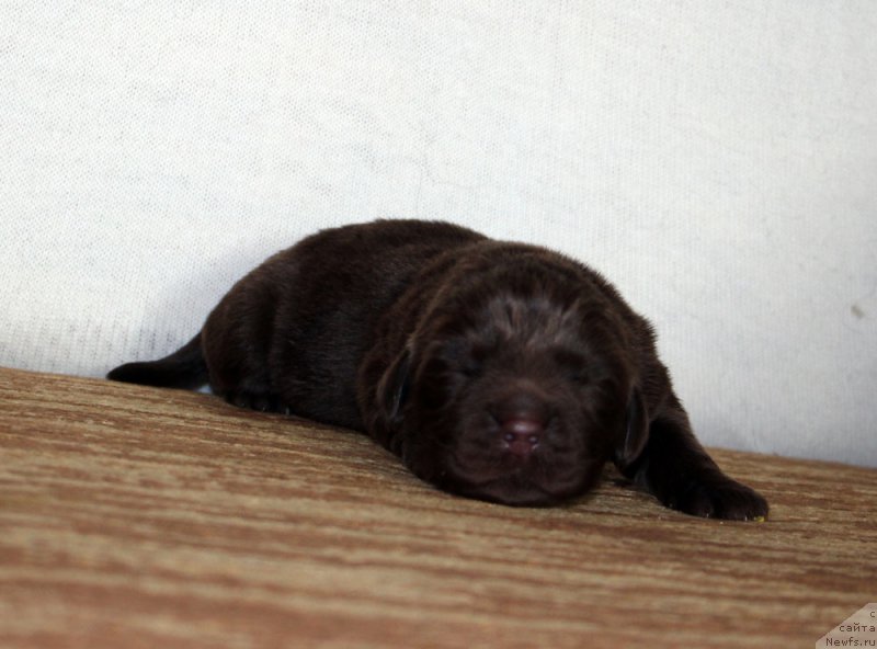 Фотография № 213354