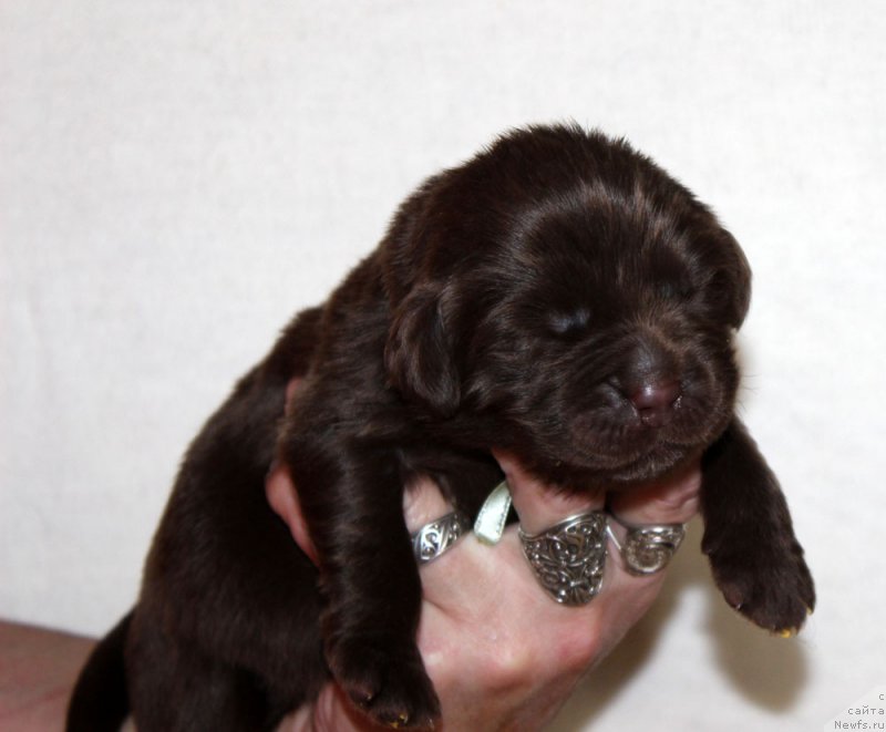 Фотография № 213355