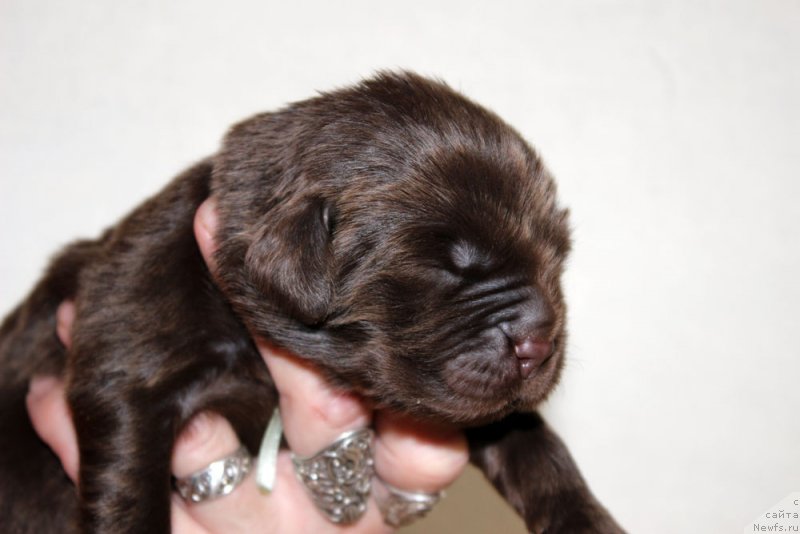 Фотография № 213356