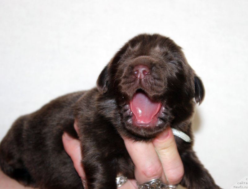 Фотография № 213357