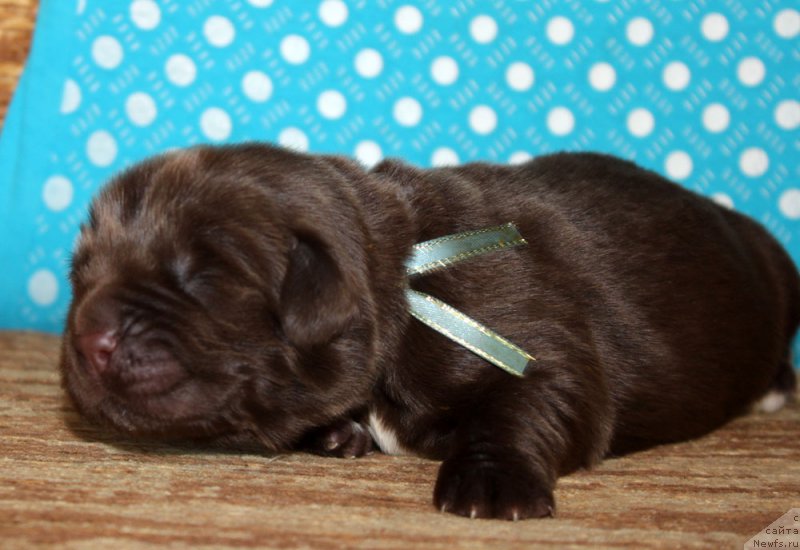 Фотография № 213358