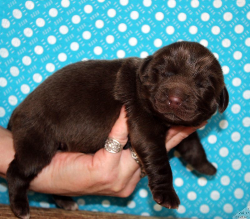 Фотография № 213360