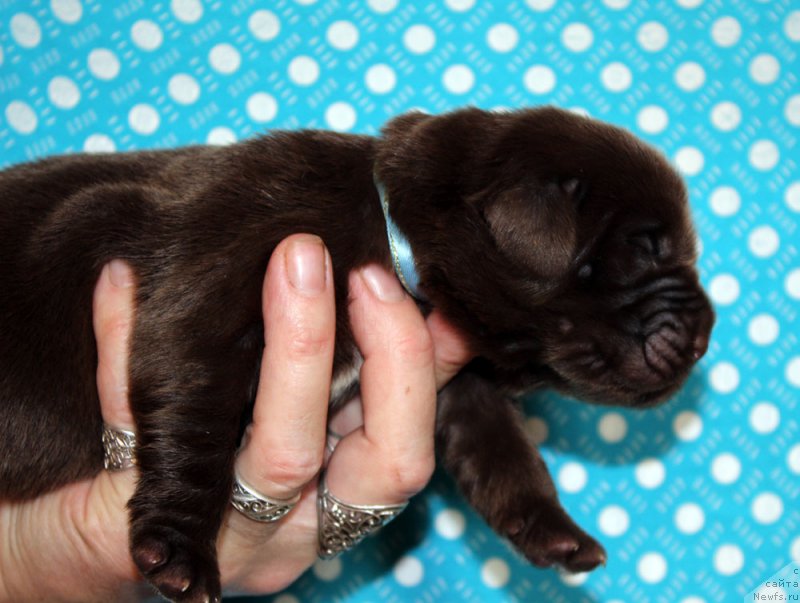 Фотография № 213361