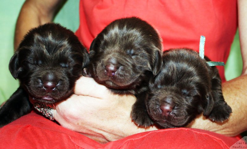 Фото: ньюфаундленд Mercedes Vialiki Miadzvedz (Мерседес Вялiкi Мядзведзь)