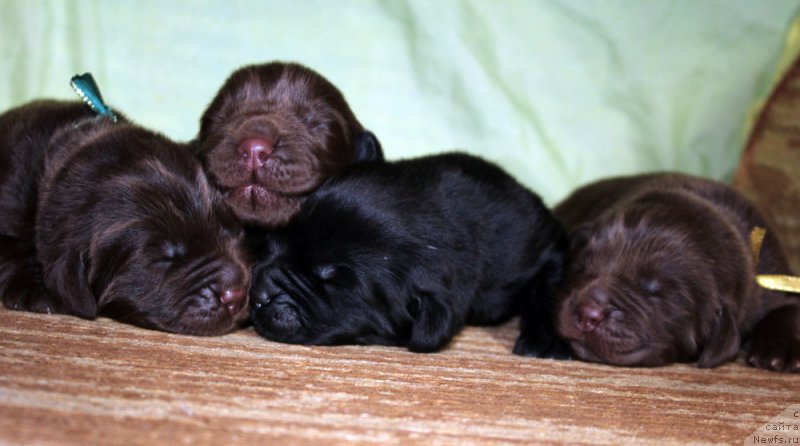 Фото: ньюфаундленд Mercedes Vialiki Miadzvedz (Мерседес Вялiкi Мядзведзь)