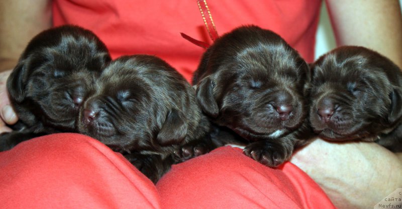 Фото: ньюфаундленд Mercedes Vialiki Miadzvedz (Мерседес Вялiкi Мядзведзь)