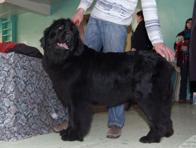 Фото: ньюфаундленд YEra Grand Margarita Navarskaya (Эра Гранд Маргарита Наварская)