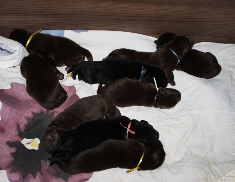 Фото: ньюфаундленд Mercedes Vialiki Miadzvedz (Мерседес Вялiкi Мядзведзь)