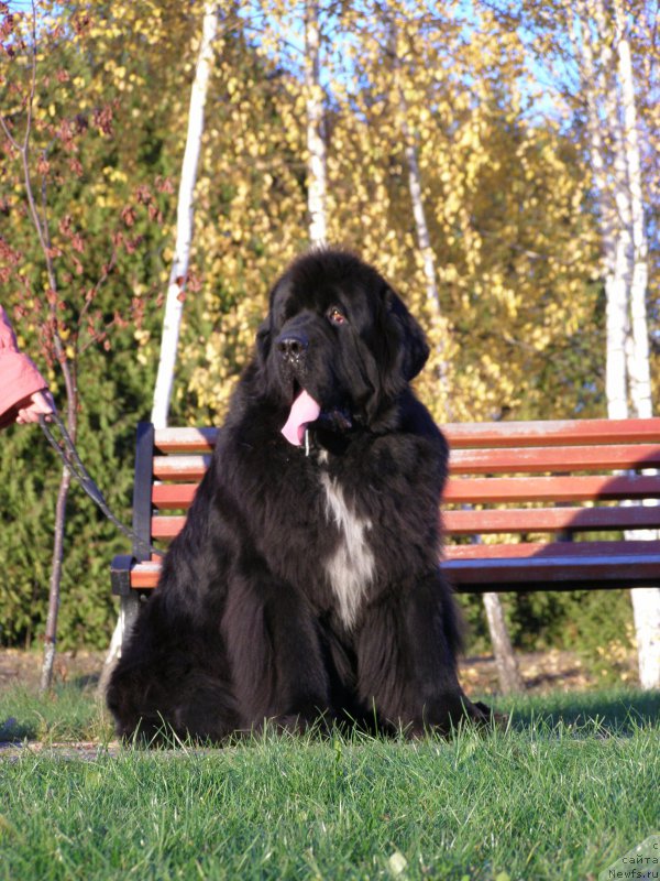 Фото: ньюфаундленд Black Clouds Harry Houdini at Stealbears