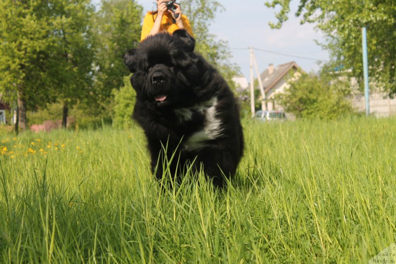 Фото: ньюфаундленд Black Clouds Harry Houdini at Stealbears