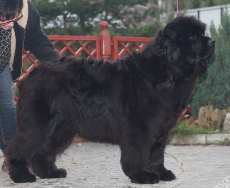 Фото: ньюфаундленд Severtan Cerera (Севертан Церера)