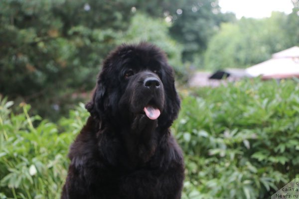 Фото: ньюфаундленд Severtan Cerera (Севертан Церера)