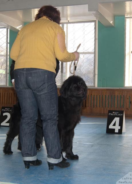 Фото: ньюфаундленд Super Premium Vashington (Супер Премиум Вашингтон)