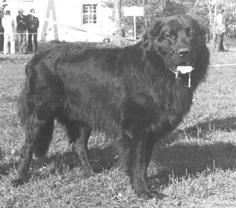 Фото: ньюфаундленд Kras Bodi (Крас Боди)