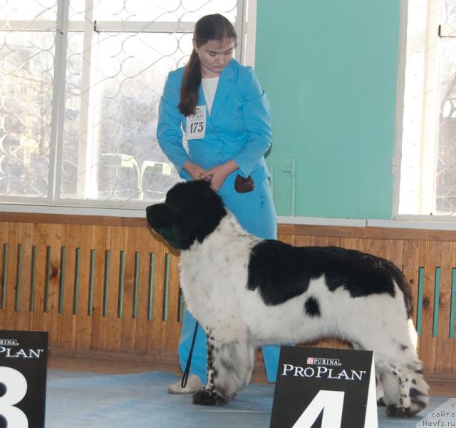 Фото: ньюфаундленд Super Bizon Argo (Супер Бизон Арго)