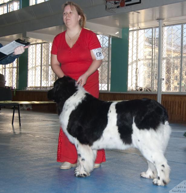 Фото: ньюфаундленд Vesnushka na Shastie (Веснушка на Счастье)