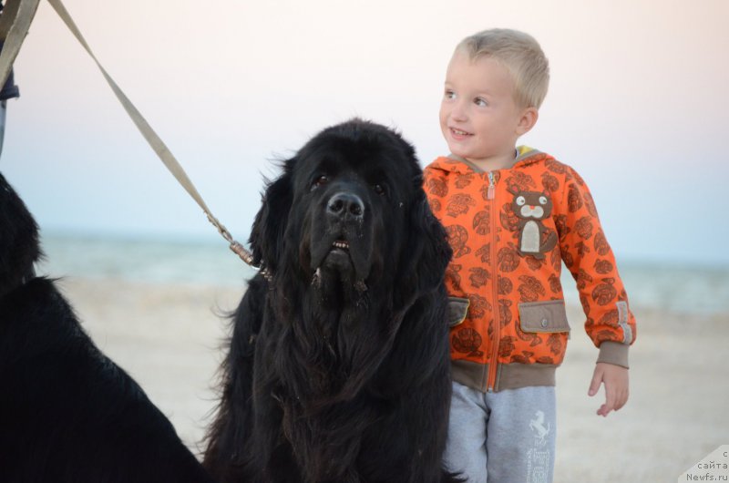 Фото: ньюфаундленд Sila s Berega Dona (Сила с Берега Дона), и, Дима