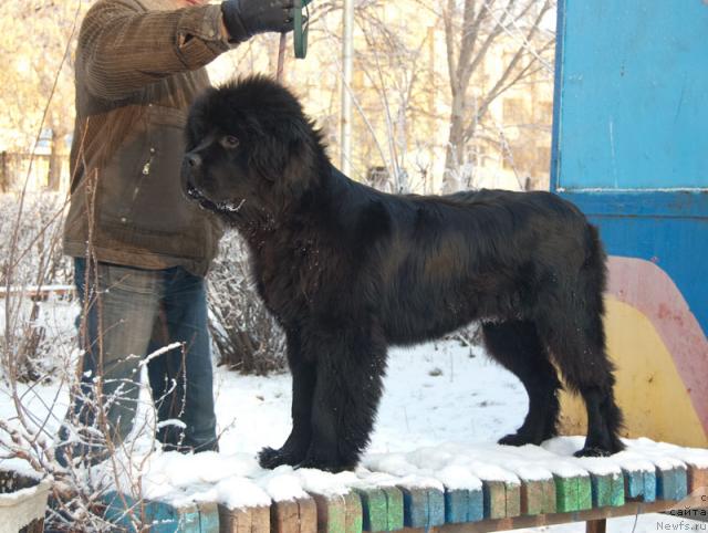 Фото: ньюфаундленд Super Premium Vashington (Супер Премиум Вашингтон)