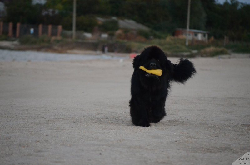 Фото: ньюфаундленд Yahtay s Berega Dona (Яхтай с Берега Дона)