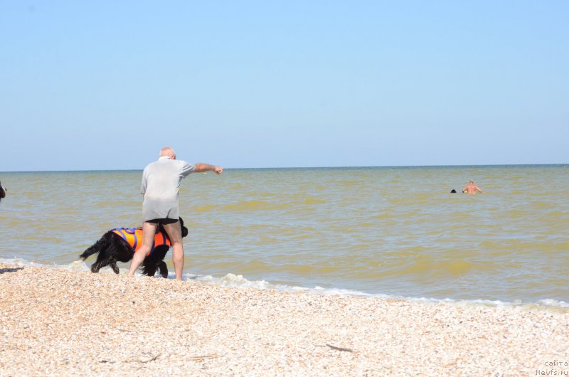 Фото: ньюфаундленд Yahtay s Berega Dona (Яхтай с Берега Дона)