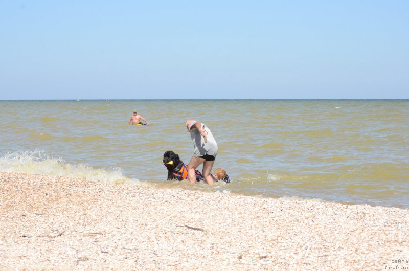 Фото: ньюфаундленд Yahtay s Berega Dona (Яхтай с Берега Дона)