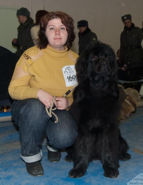 Фото: ньюфаундленд Super Premium Vashington (Супер Премиум Вашингтон)