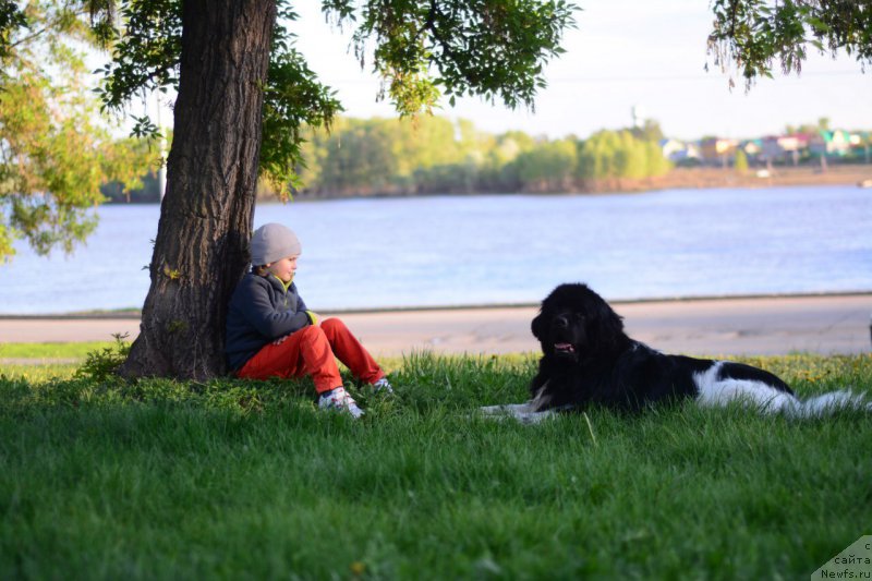 Фото: ньюфаундленд Plushevaya Panda Ferrero Rond Noir (Плюшевая Панда Ферреро Ронд Нуар)