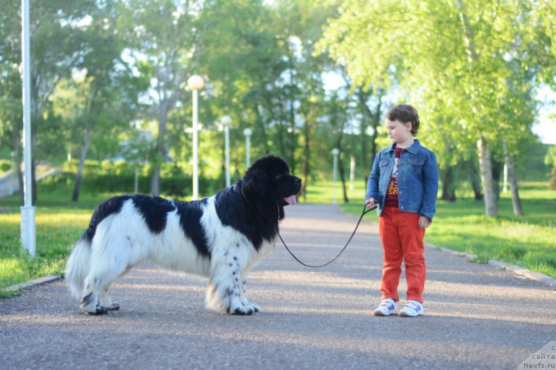 Фото: ньюфаундленд Plushevaya Panda Ferrero Rond Noir (Плюшевая Панда Ферреро Ронд Нуар)