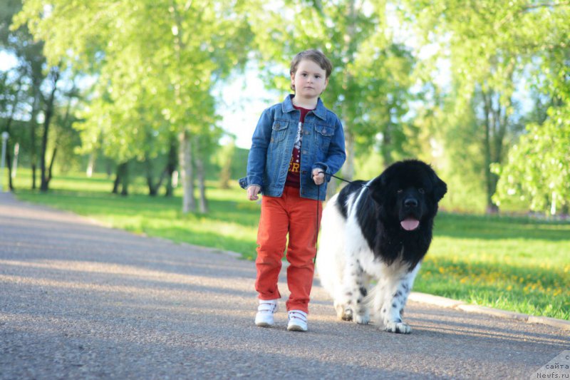 Фото: ньюфаундленд Plushevaya Panda Ferrero Rond Noir (Плюшевая Панда Ферреро Ронд Нуар)