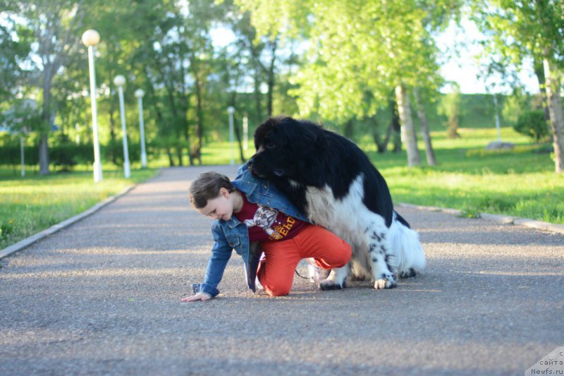 Фото: ньюфаундленд Plushevaya Panda Ferrero Rond Noir (Плюшевая Панда Ферреро Ронд Нуар)