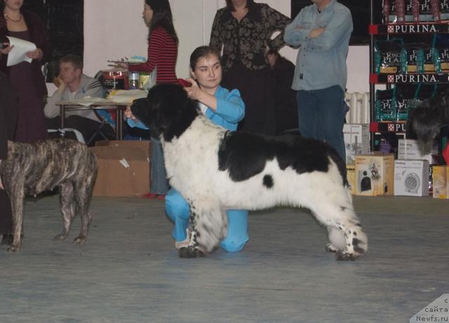 Фото: ньюфаундленд Super Bizon Argo (Супер Бизон Арго)