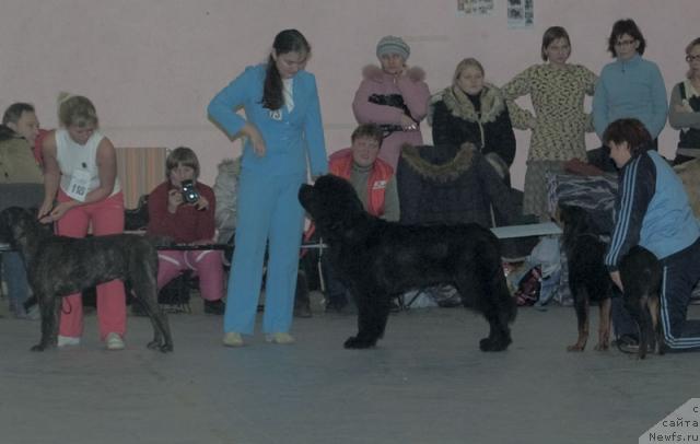 Фото: ньюфаундленд Super Premium Vashington (Супер Премиум Вашингтон)