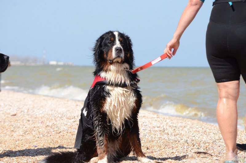 Фотография № 213462