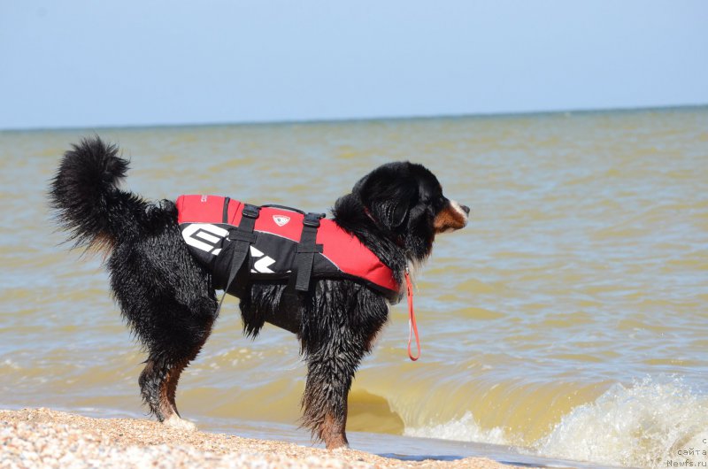 Фотография № 213463