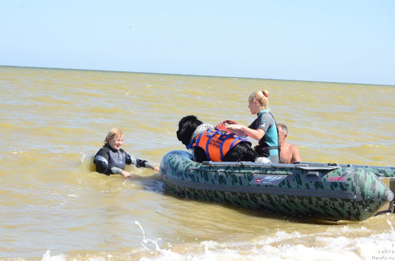 Фото: ньюфаундленд Angels Keeper Nibelung (Энджелс Кипер Нибелунг), Ol'ga Martyinova (Ольга Мартынова)